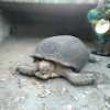 tortoise tortoise