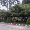 tree club tree club