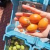 TOMATO TOMATO