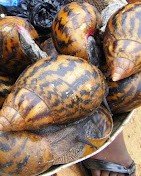 New Asafo Market Inc.