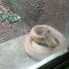 snake