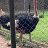 ostrich