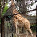 giraffe