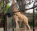 giraffe